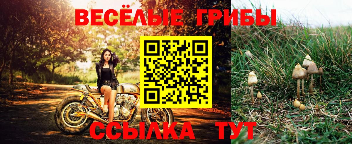 Курчалой  Галлюциногенные грибы GOLDEN TEACHER  Вход с VPN 
